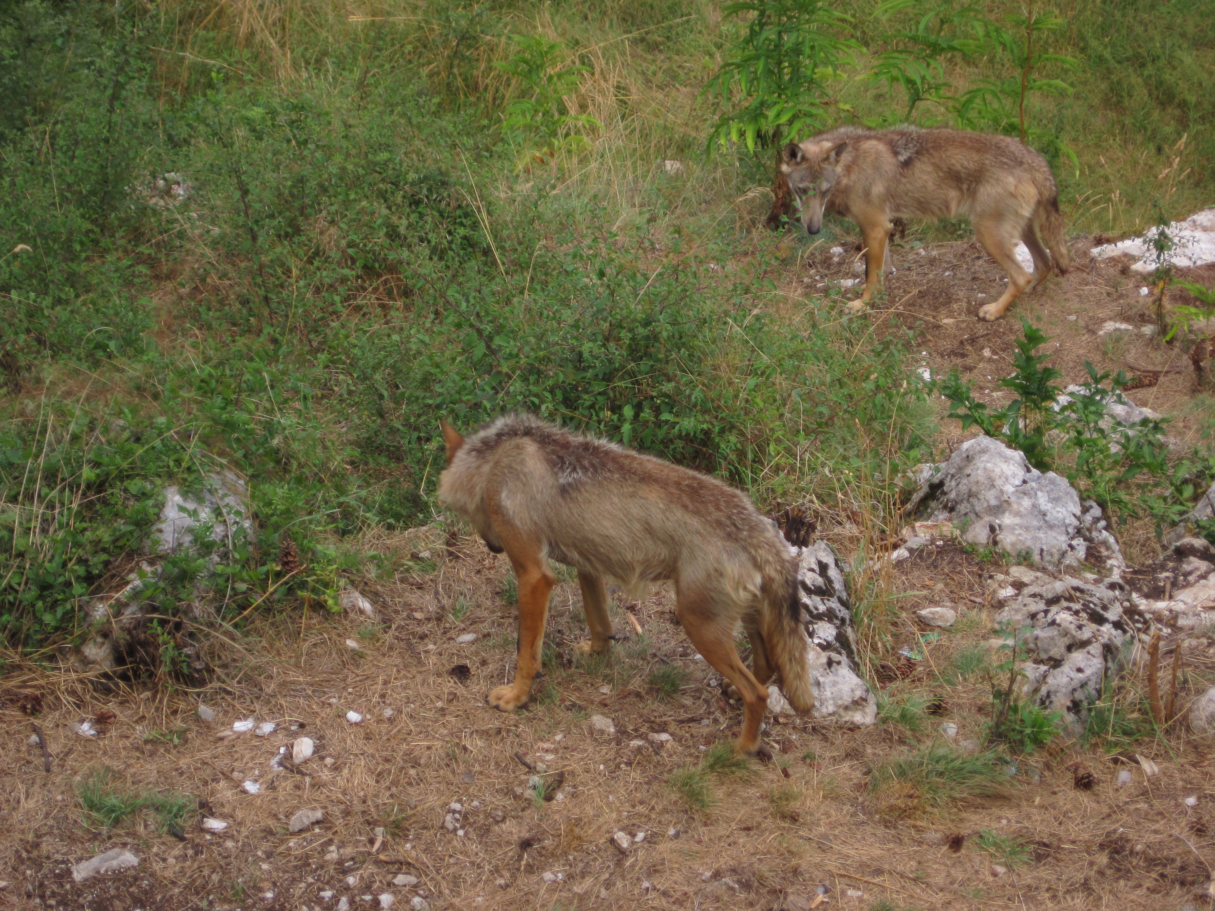   Pescasseroli - Civitella Alfedena